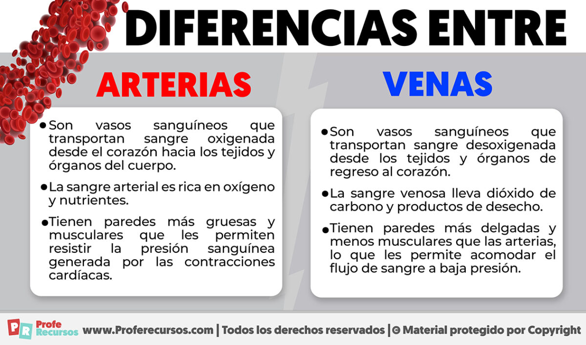 Diferencias entre venas y arterias explicadas 