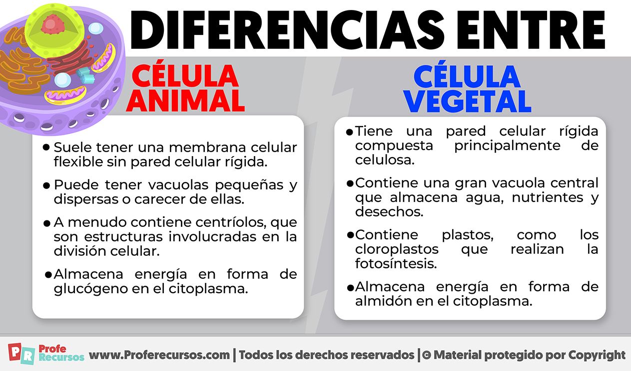 Diferencias entre celula animal y celula vegetal