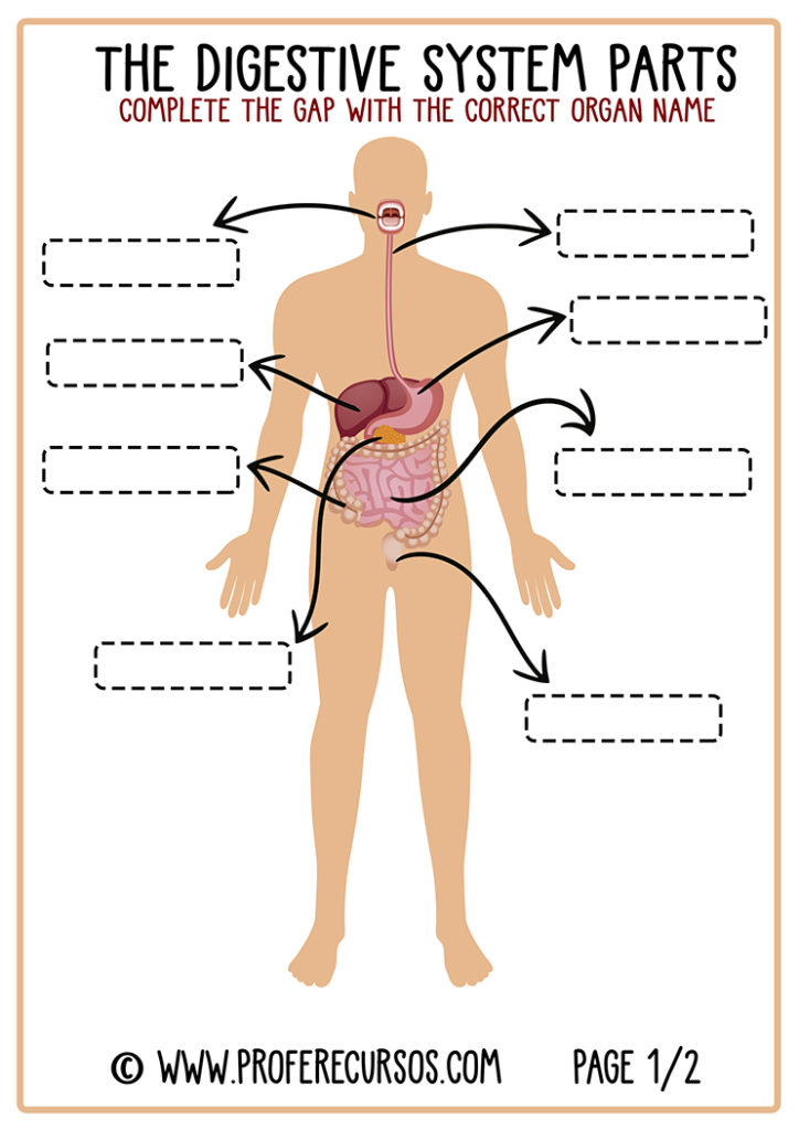 Digestive-System-Worksheet