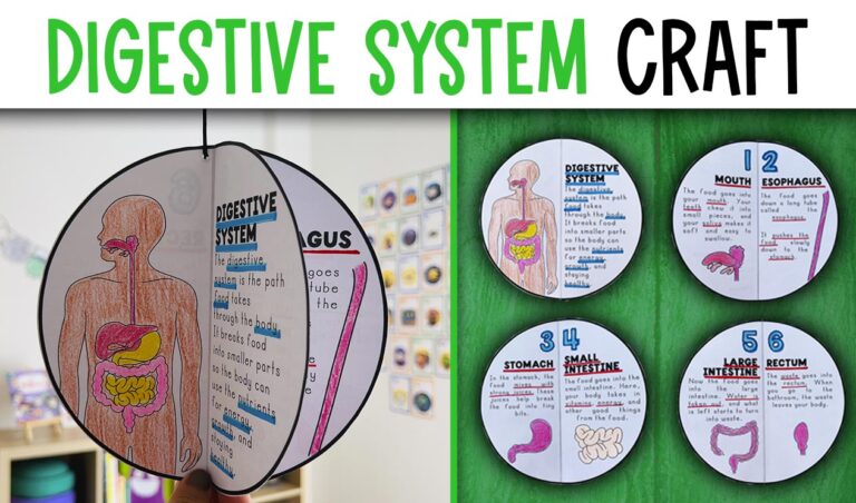 Digestive system activity craft