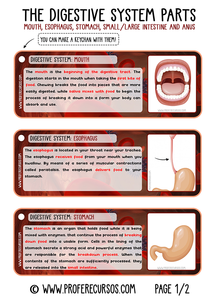 Digestive-system-parts