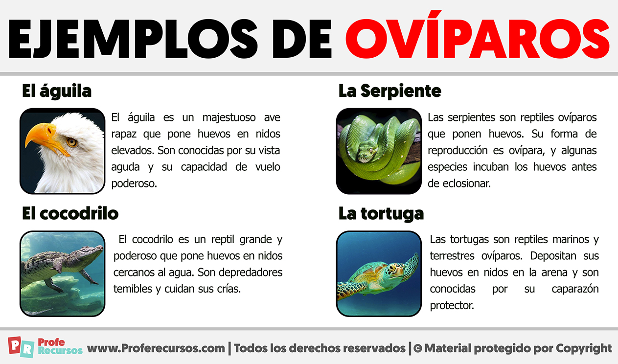 Ejemplos de animales oviparos