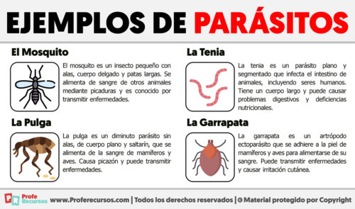 Diferentes Tipos De Parásitos – Que Son Los Parasitos Facultativos – SSCPQ