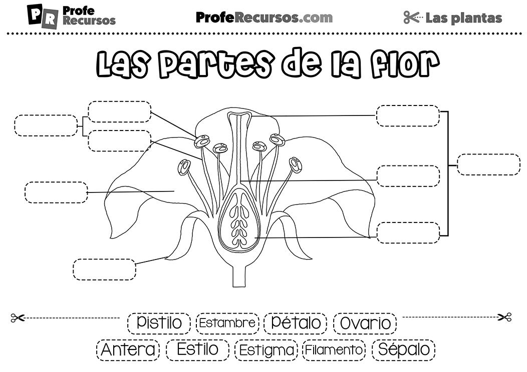 Ejercicio de las partes de la flor