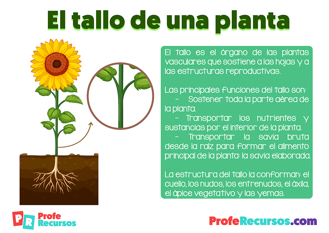 El tallo de la planta