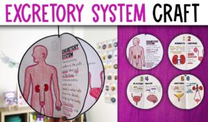 Escretory system activity craft