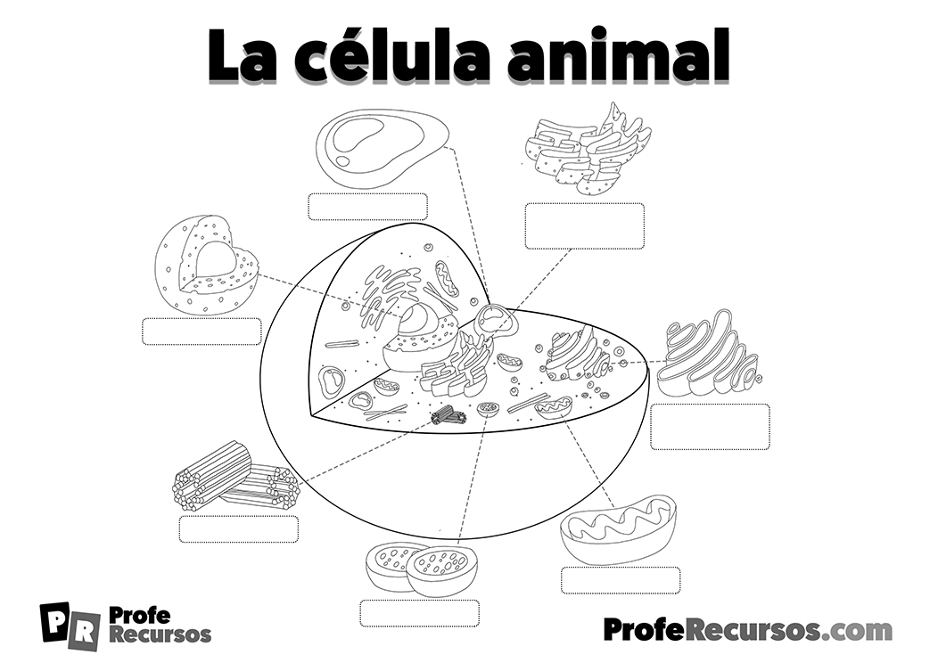 Estructura anatomia celula animal