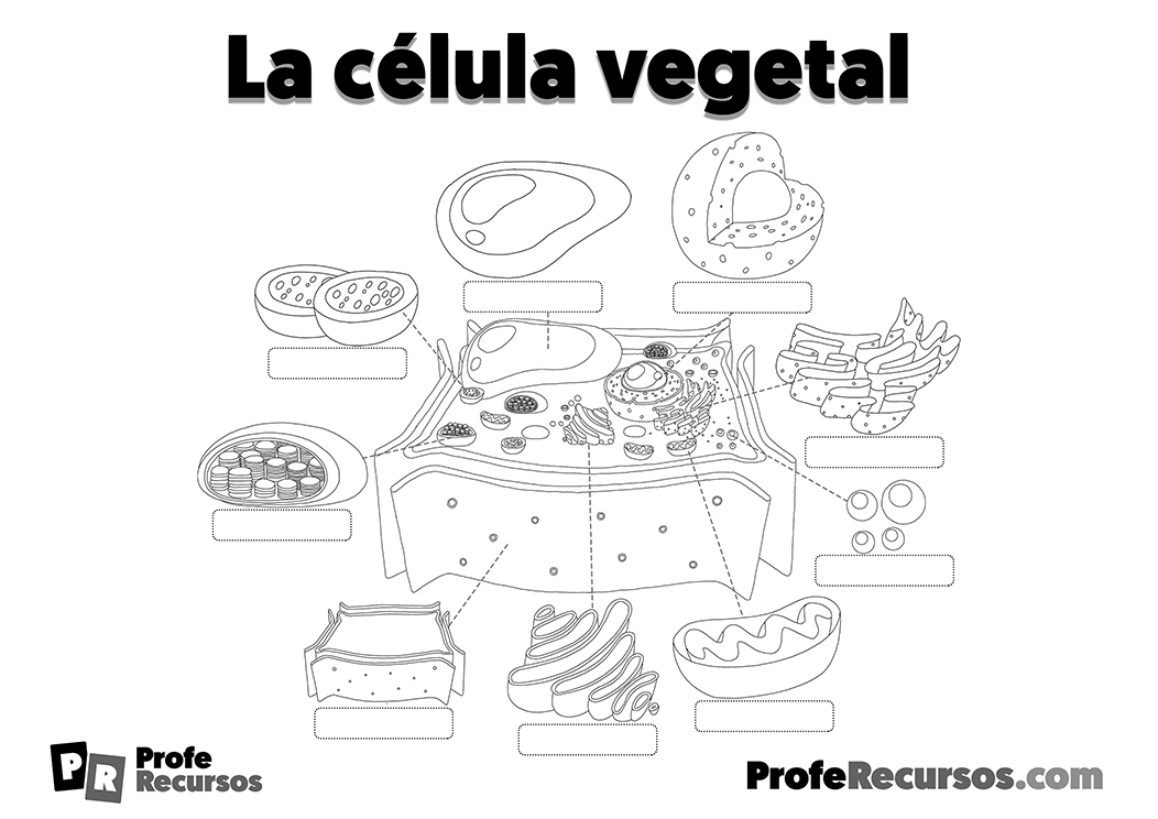 Estructura anatomia celula vegetal