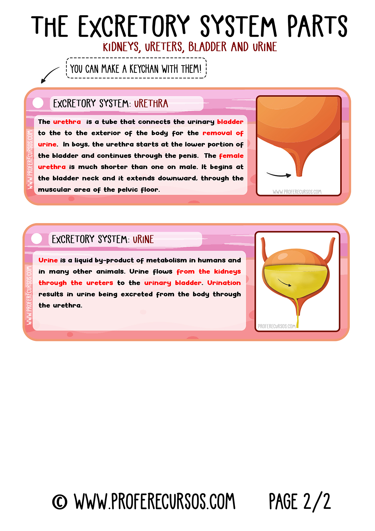 Excretory-System-Parts