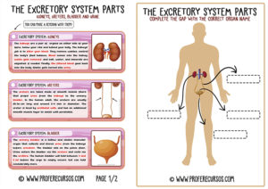 The Excretory System (ENGLISH)