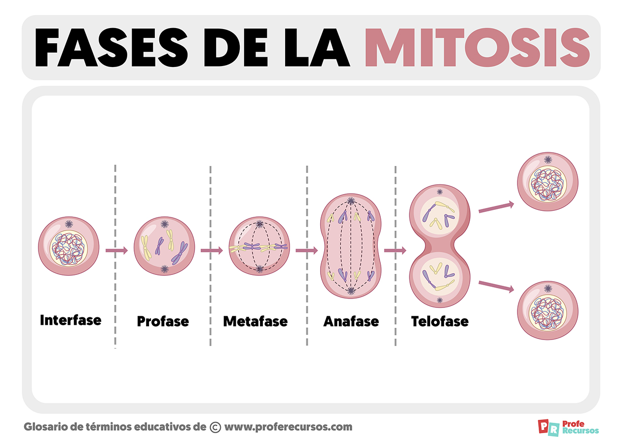 Fases de la mitosis