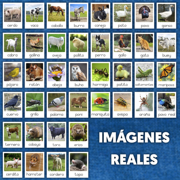 Flashcards animales de la granja reales