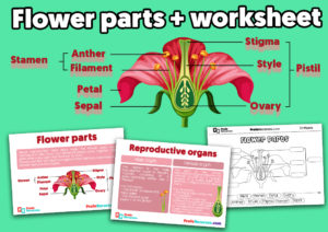 Flower parts for kids