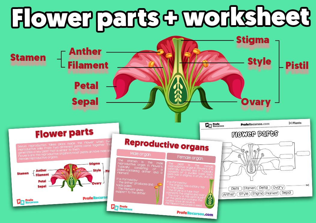 Flower parts for kids