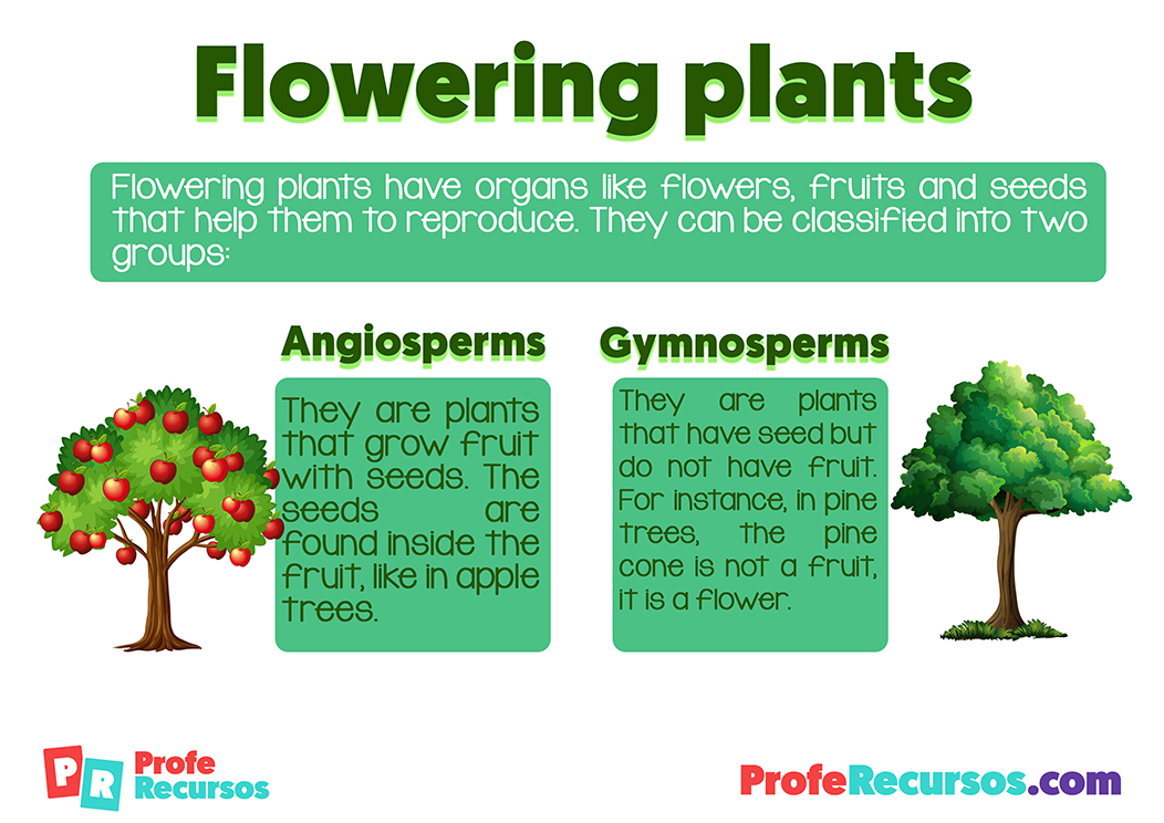 Flowering plants for kids