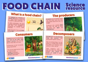 Food-chains-for-kids