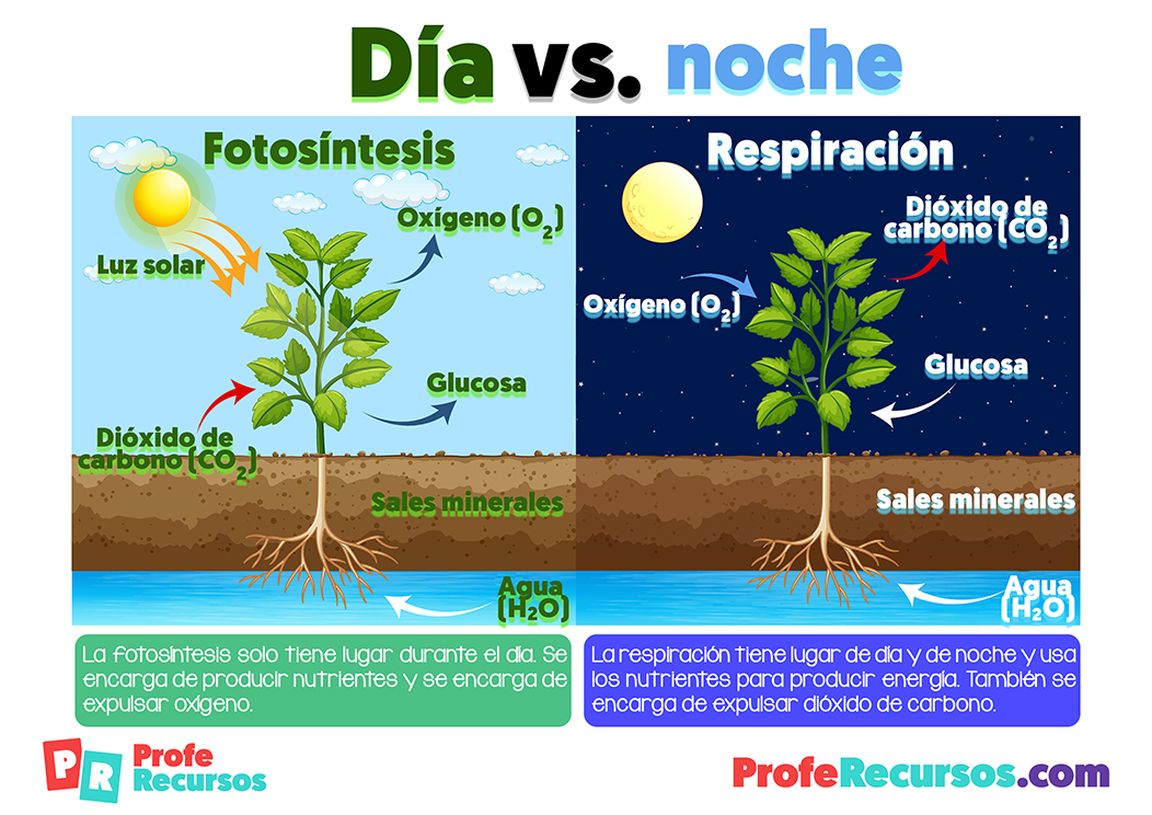 Fotosintesis de las plantas