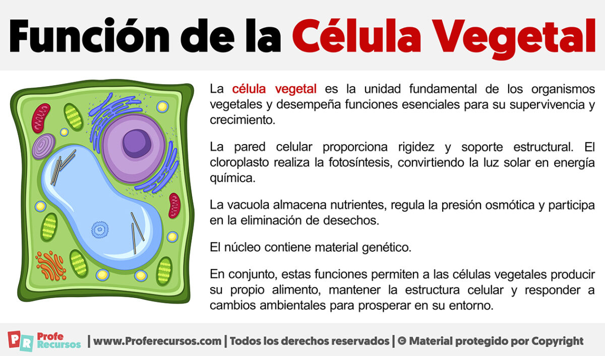 Función de la Célula Vegetal