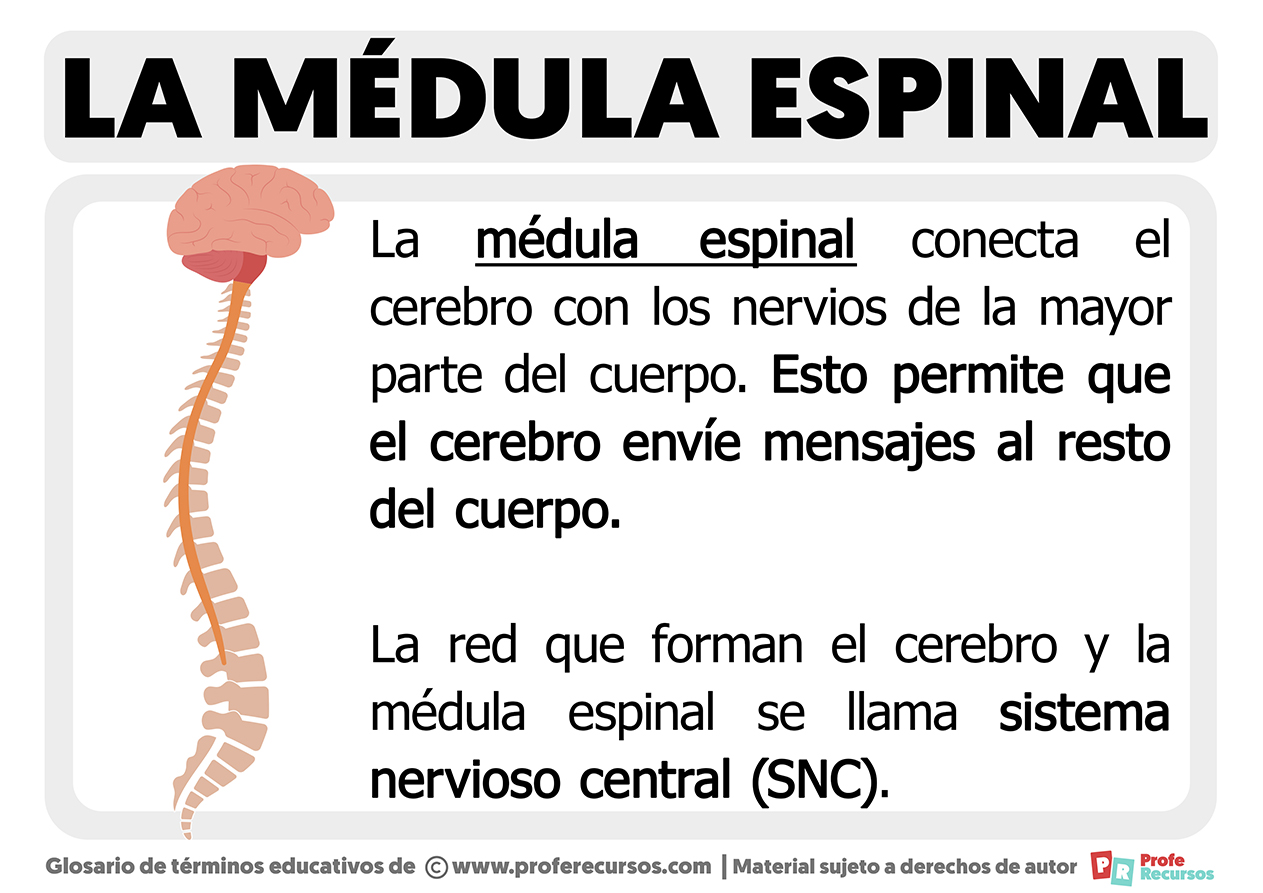 Funcion de la medula espinal