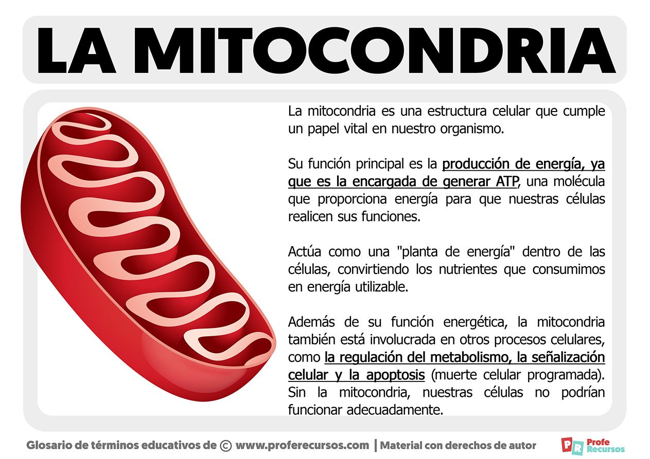 Funcion de la mitocondria