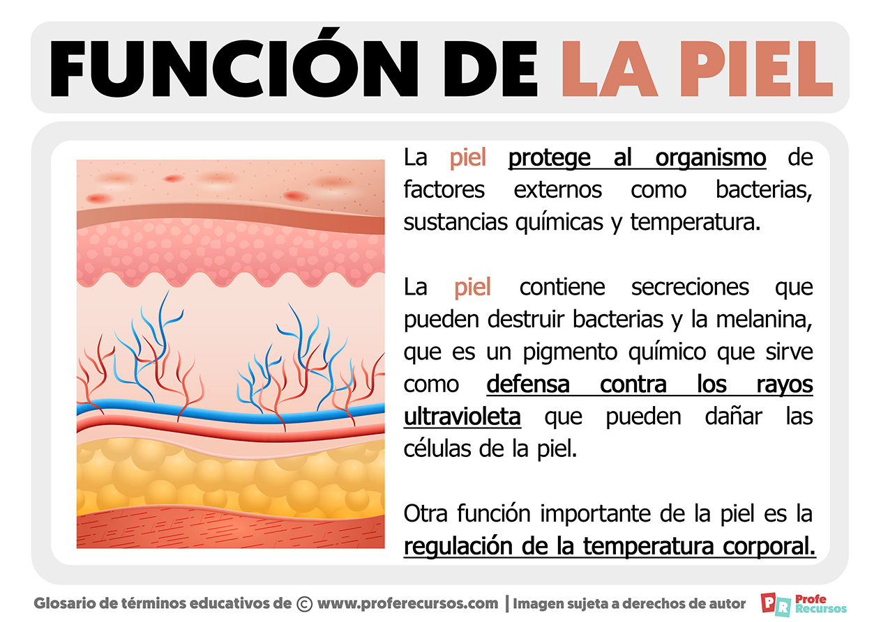 Funcion de la piel