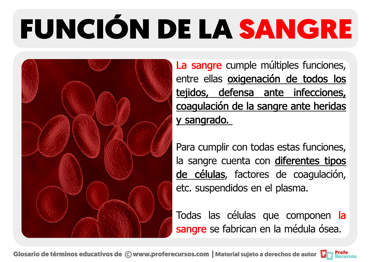 Funcion de la sangre