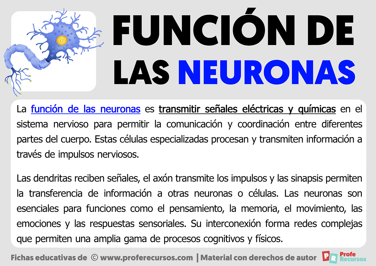 Funcion de las neuronas