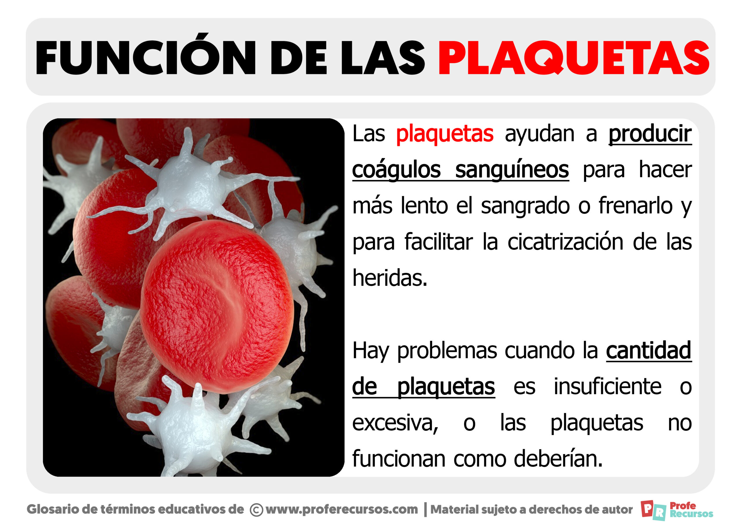 Funcion de las plaquetas