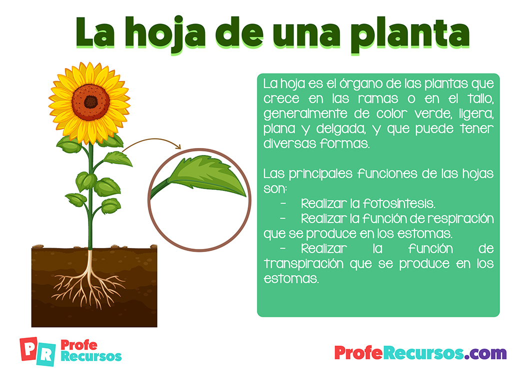 Funcion de las hojas de la planta