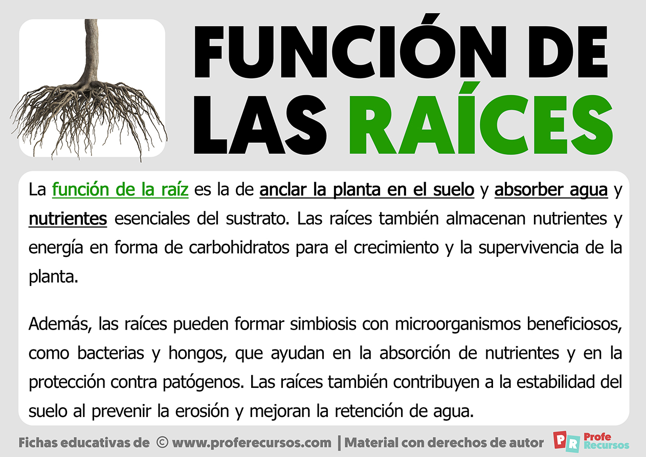 Funcion de las raices