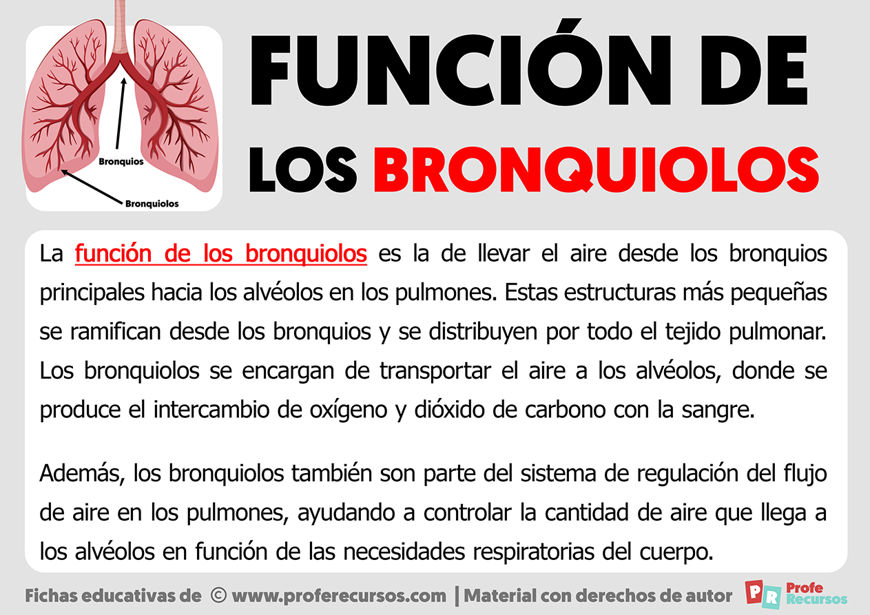 Funcion de los bronquiolos