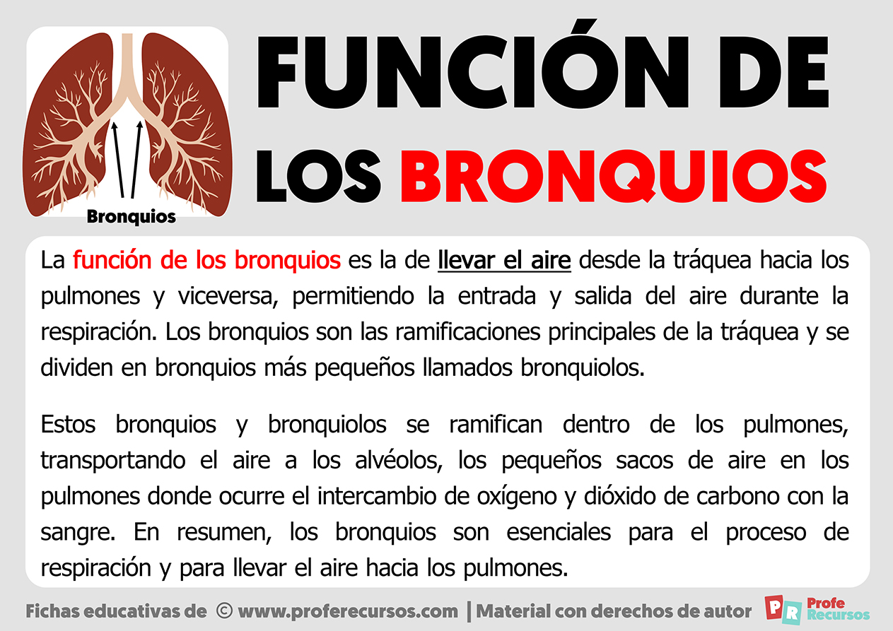 Funcion de los bronquios