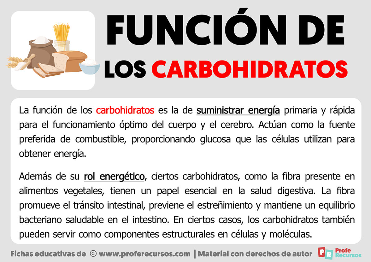 Función De Los Carbohidratos