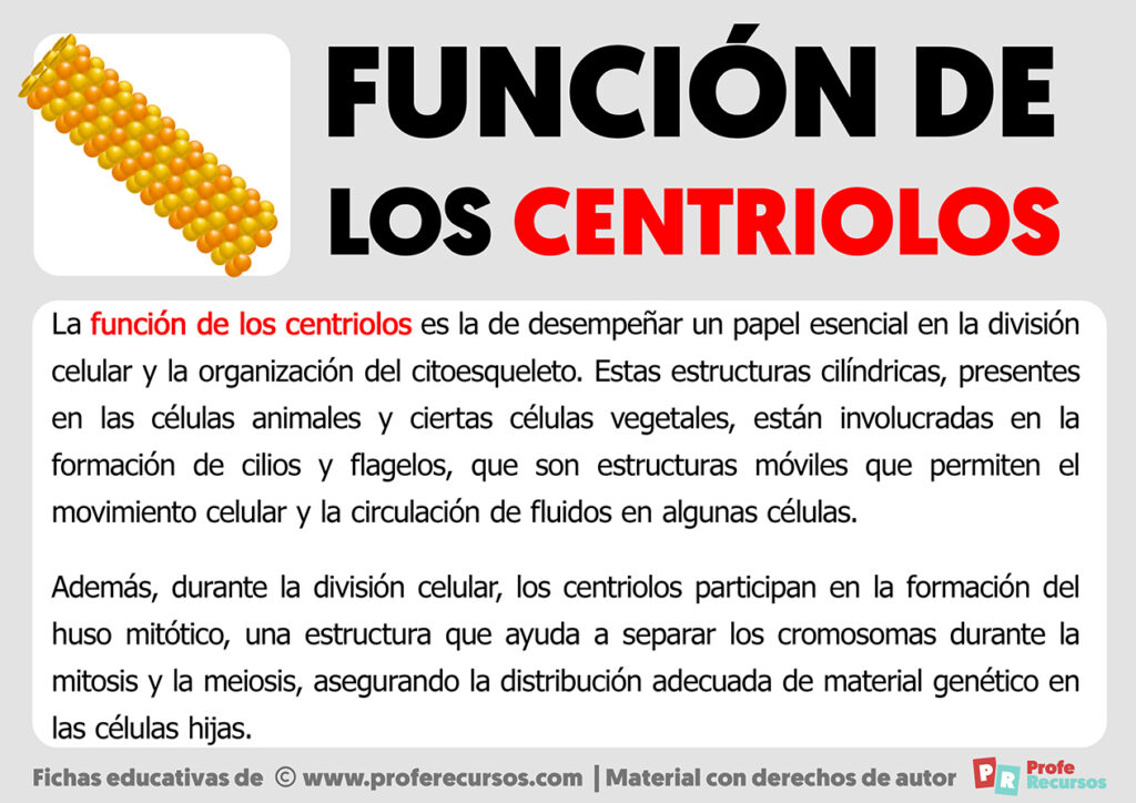 Función de los Centriolos
