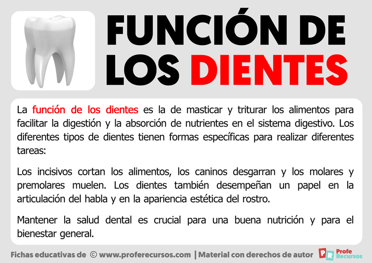 Funcion De Los Dientes En El Sistema Digestivo
