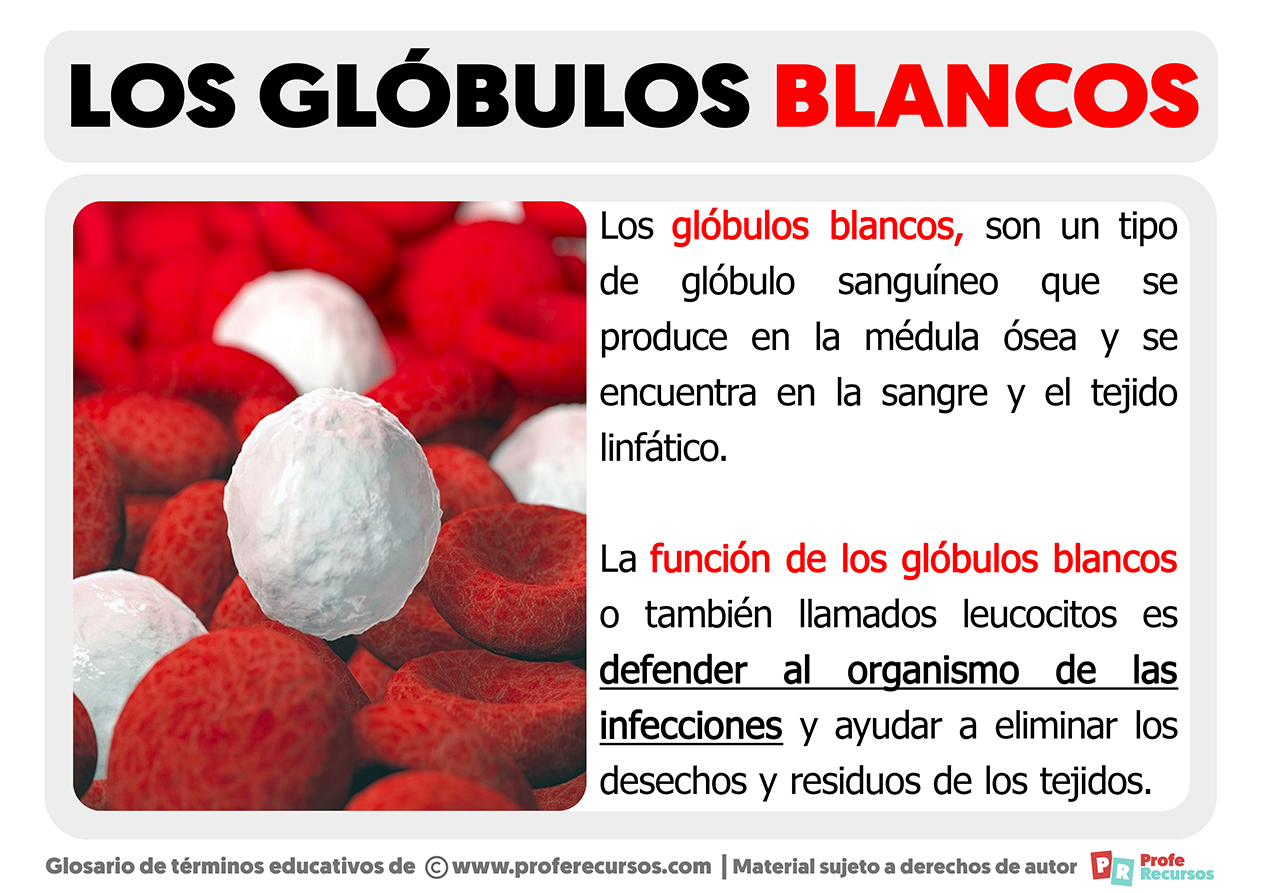 Funcion de los globulos blancos