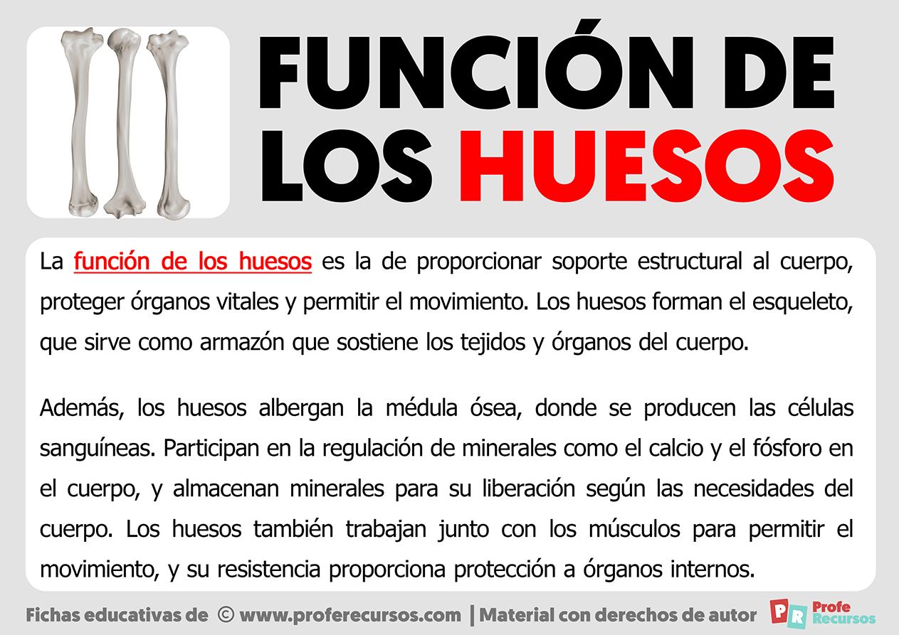 Funcion de los huesos