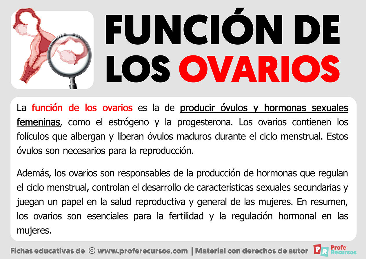 Funcion de los ovarios