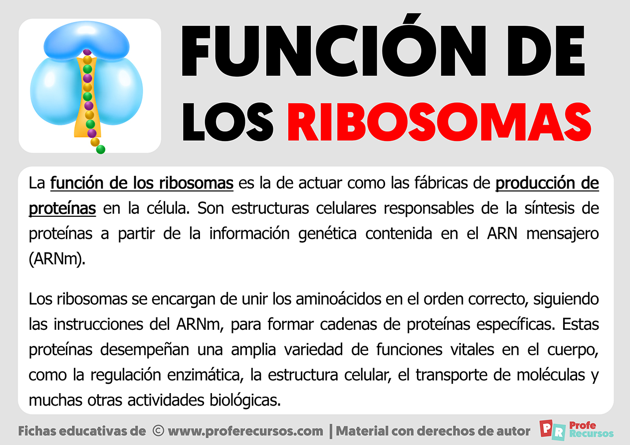 Funcion de los ribosomas