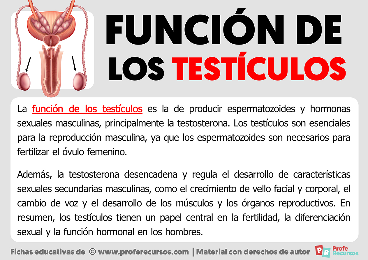 Funcion de los testiculos