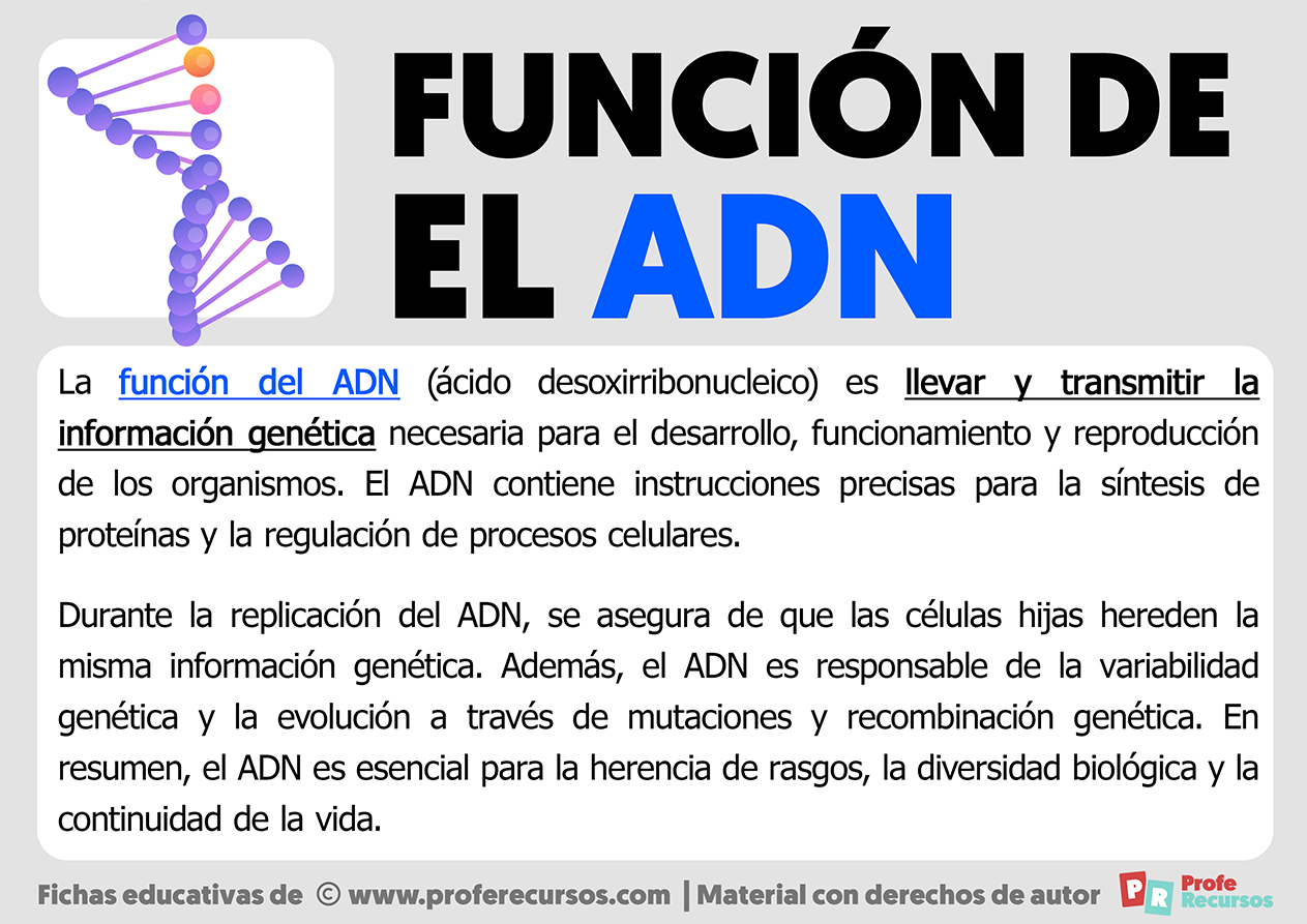 Funcion del adn