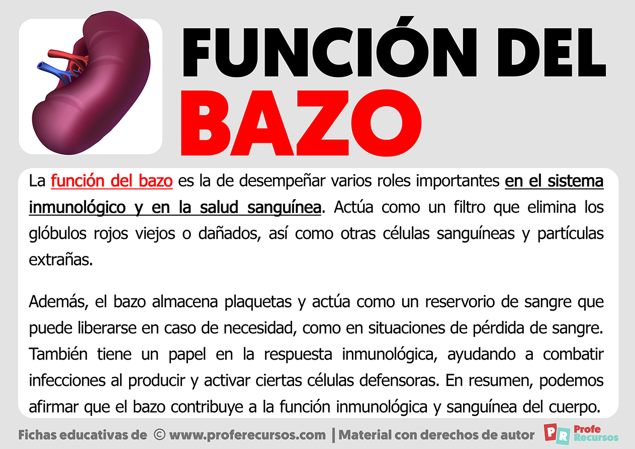 Funcion del bazo