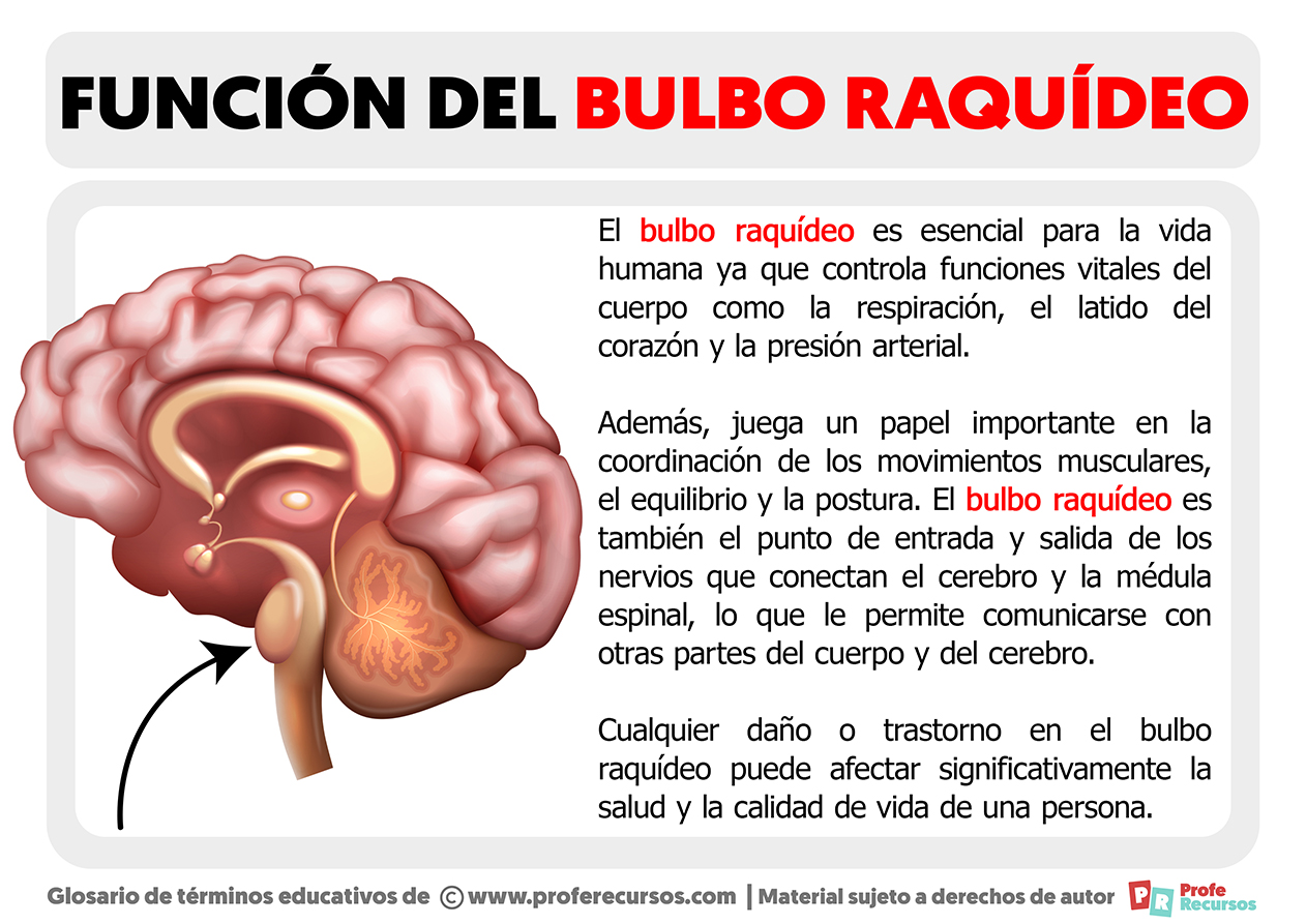 Funcion del bulbo raquideo