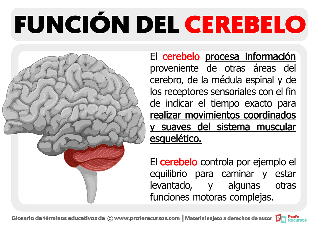 Funcion del cerebelo