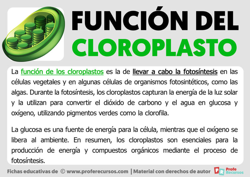 Cuál Es La Función De Cloroplasto