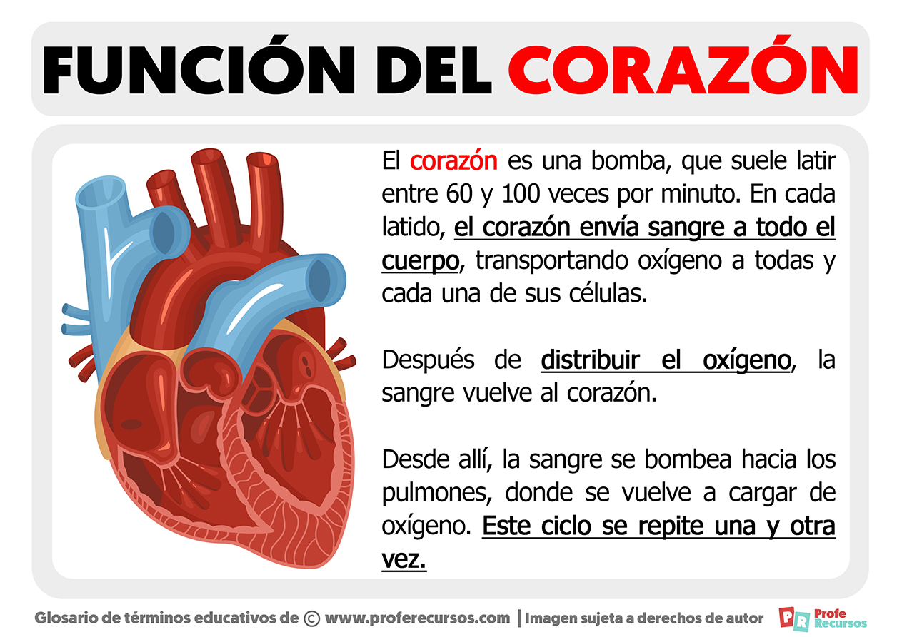 Funcion del corazon