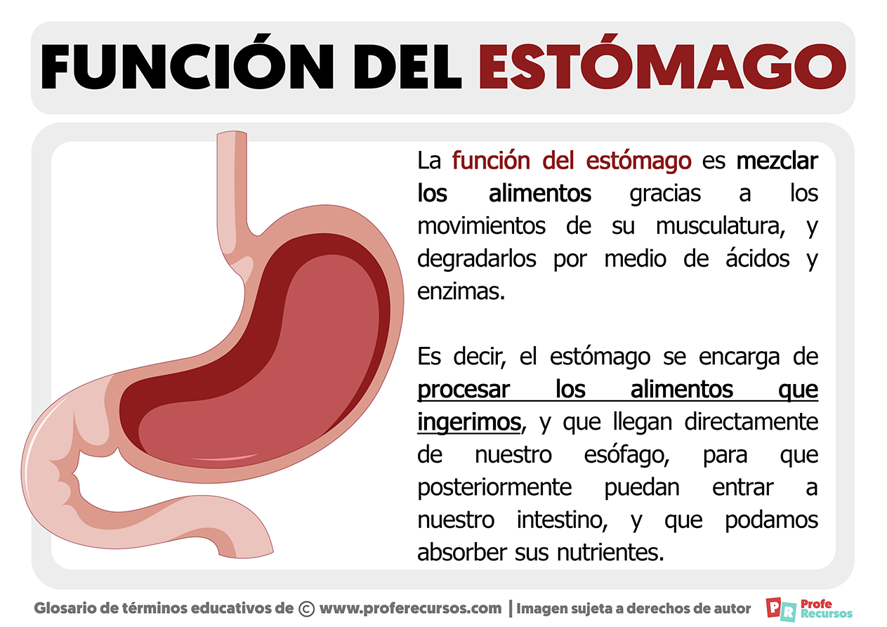 Funcion del estomago