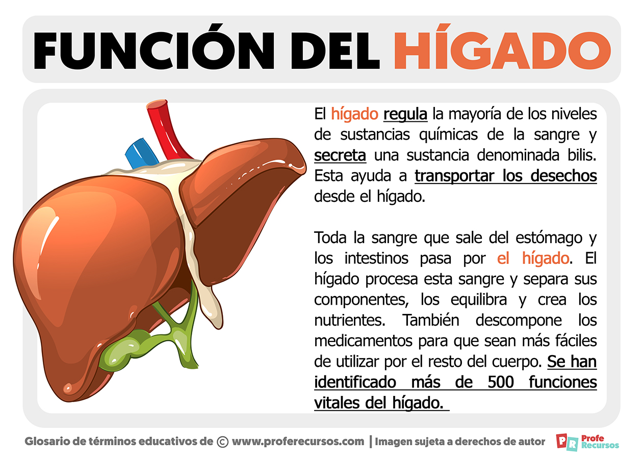 Funcion del higado