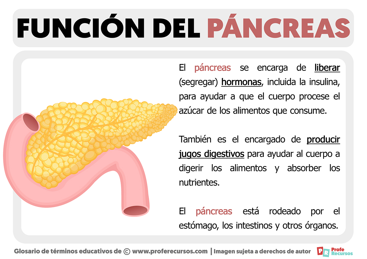 Funcion del pancreas