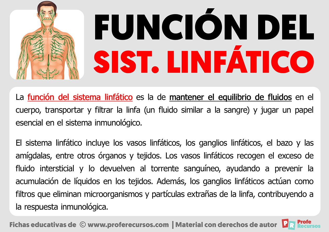 Función del sistema linfático